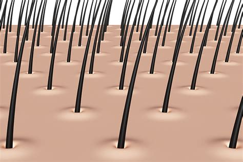 毛根鞘 気持ちいい|毛根鞘とは？毛根に付いている白い塊の役割と薄毛の。